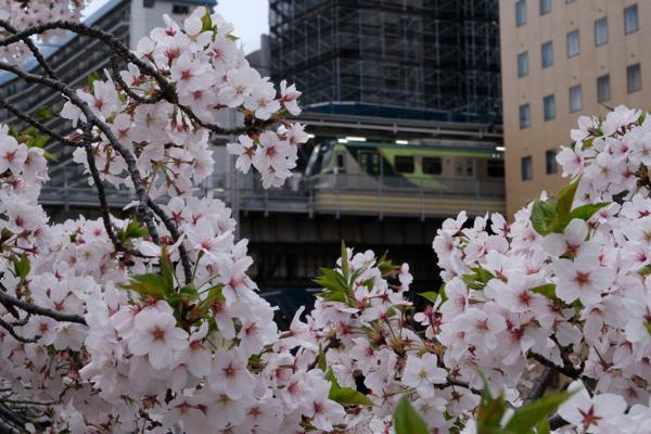 Cerisiers sur Meguro