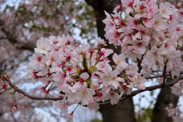 Statue du Unicorn Gundam